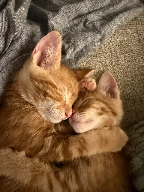 Went to the shelter to get my first kitten. Now I have two first kittens.