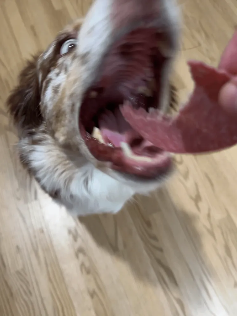 [homemade] pork butt and salami sub