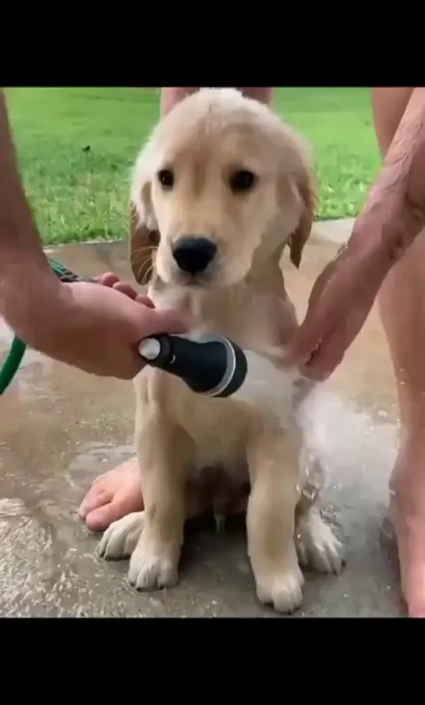 This golden puppy takes a bath like a champ