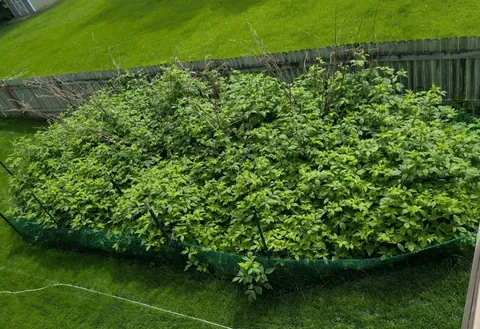 My raspberry patch is out of control lol it's 40% bigger than last year where I picked 20 gallons of raspberries