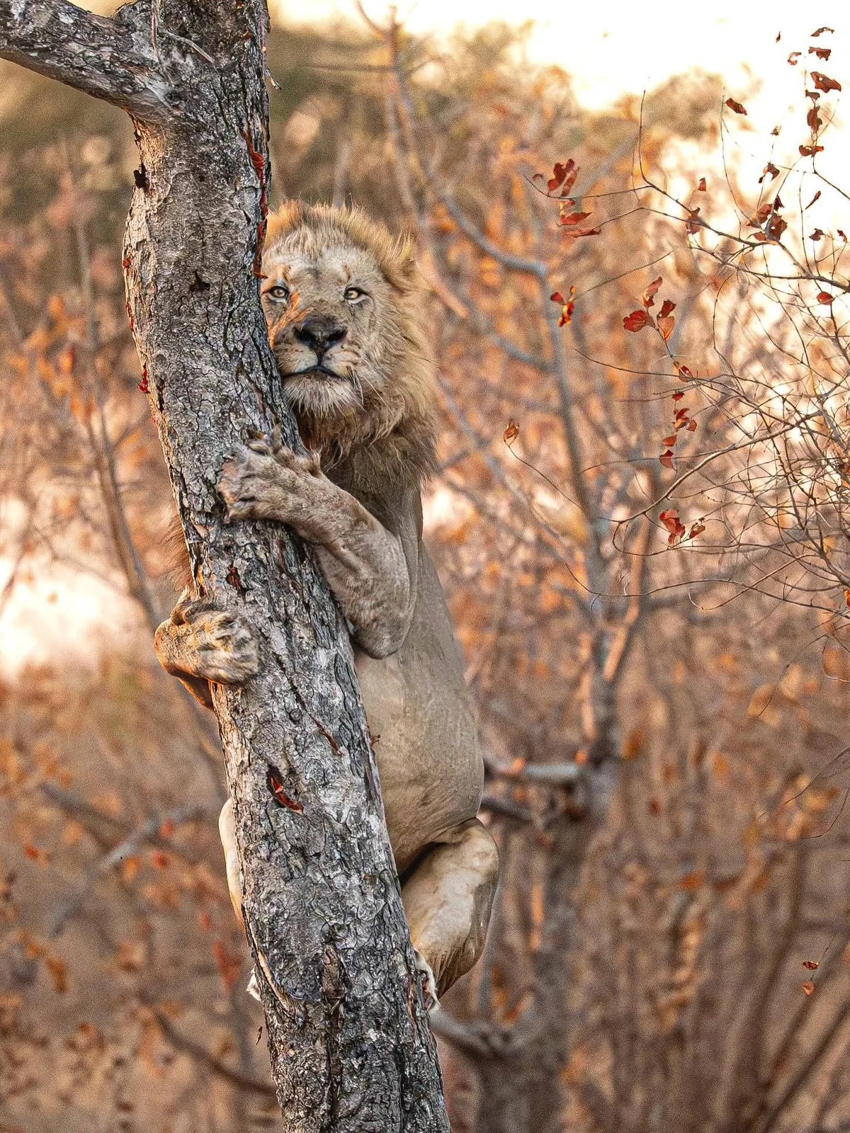 The Kumbula lion gave chase to the leopards Rhulani and Xipuku. In the heat of the pursuit, the lion, momentarily forgetting its limitations, followed them up the tree, and soon discovered that ascending was far easier than descending. Image: mattywarephotography2020.
