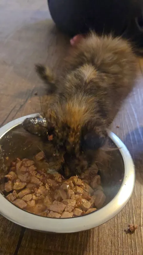 Cat distribution system got me