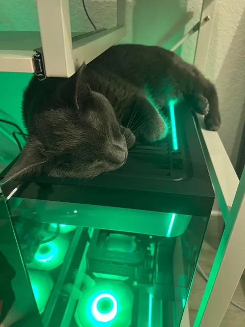 A year ago, this little nugget was found inside a Humvee. Introducing Midnight.