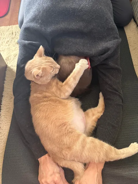 Come to Georgie’s Chiropractor Clinic for his adjustment by biscuit making special.