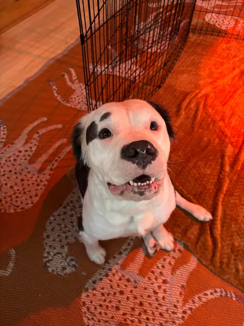 Much asked for second post of Mia, my rare furry bully mix (recessive gene that makes her furry). ❤️