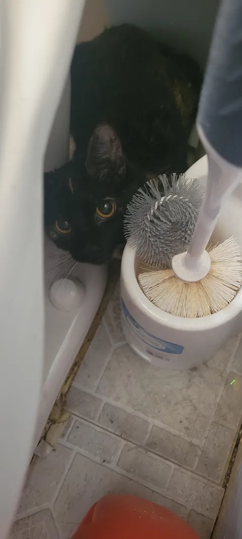 Poor baby got left when her owner got evicted