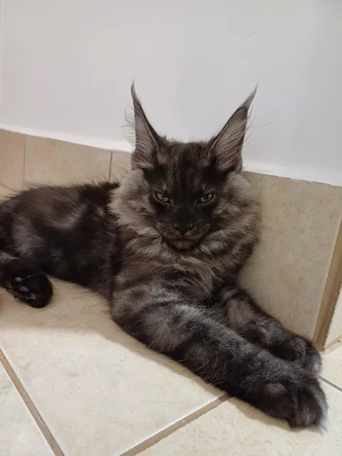 Théoden from 2 to 16 weeks old