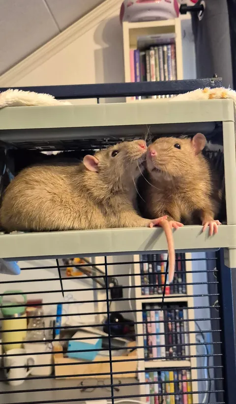Rat bunk bed 🛏
