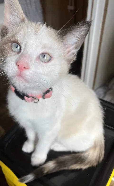 Returned for not being cuddly enough
