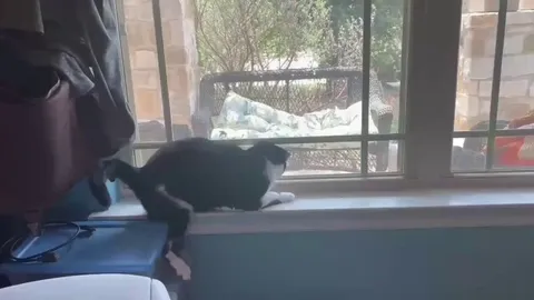 Bean focused little too hard on the lizard...