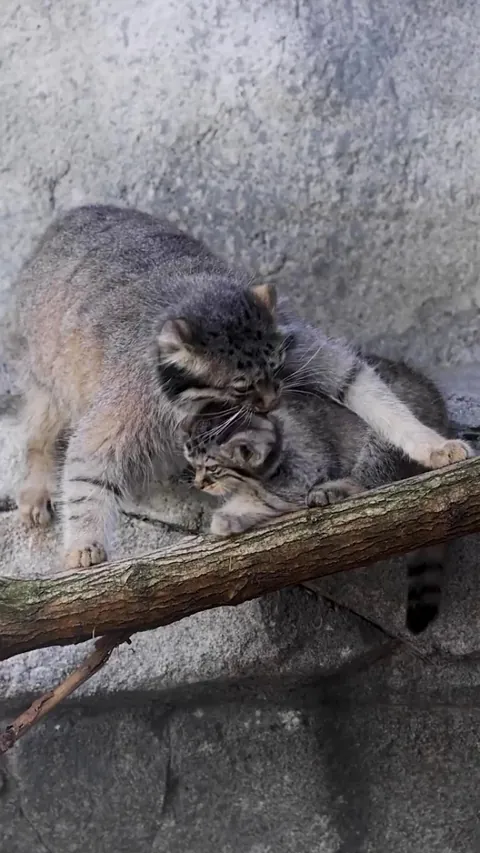 Mom knows best, but this baby won't give up without a fight