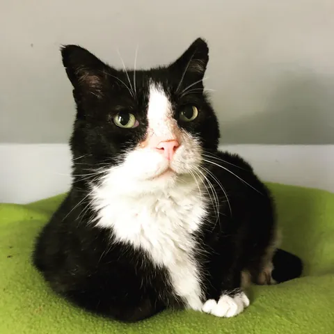 After 30 years of love, my friend found his way to the rainbow bridge. This post is a tribute to Dirty Cow
