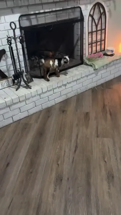 Baby goat skipping out of joy