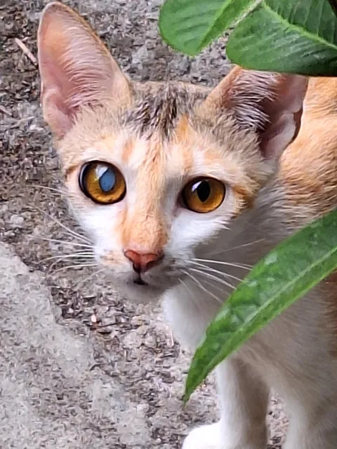 What does it mean when a cat has uneven eyes?