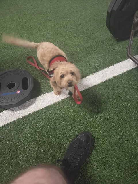This "service animal" carrying its own leash on the gym floor, getting under my feet while I try to deadlift