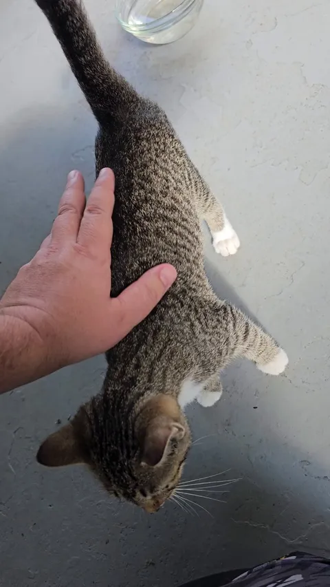 Trying to domesticate a kitten.