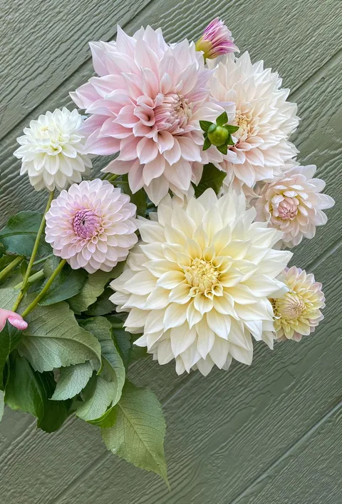 Cut myself a bouquet from my dahlia bed 