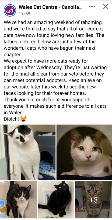 My local cat shelter has a "problem"...they're all out of cats!