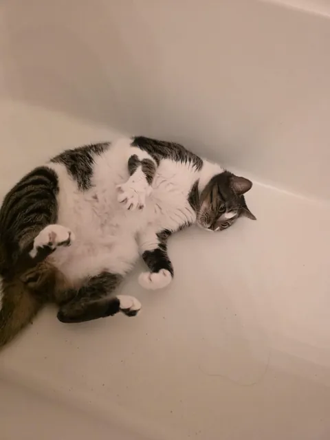 He wants all pats in the bathtub