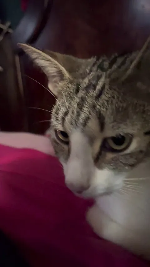 New cat owner, just got her yesterday. Is this purring or breathing trouble?