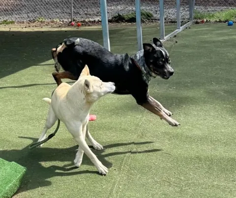 My foster went to daycare yesterday