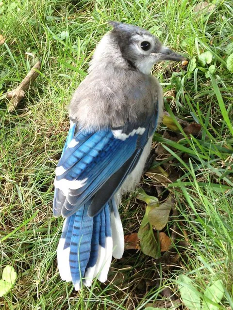 This adolescent Blue Jay halfway through puberty