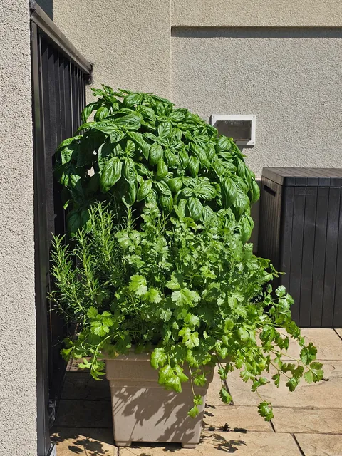 My Container Herb Garden