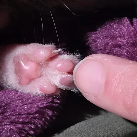 Photo dump of Chimney. The single kitten i found all alone.
