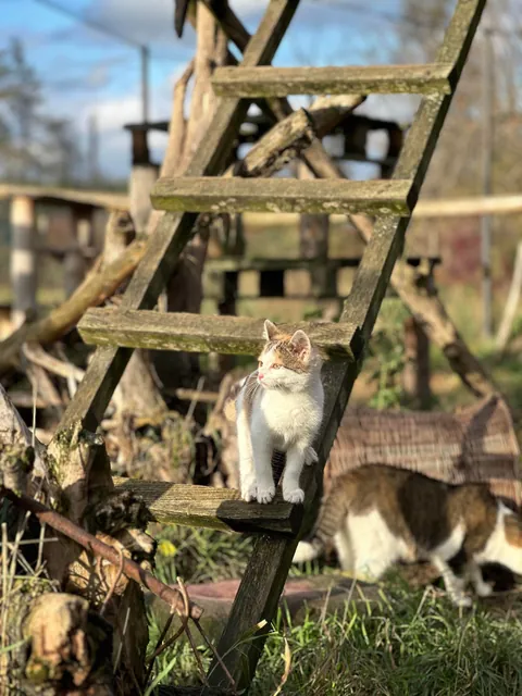 My Sundays are for volunteering at a cat hospice. I think I look forward to it even more than them