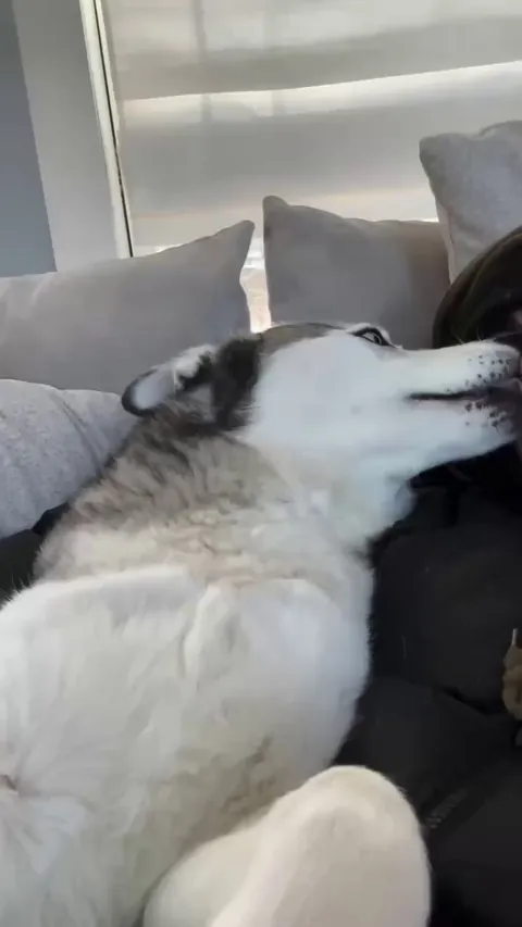 Send this to someone who’s acting too sassy to cuddle 😂