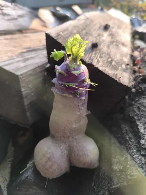 This kohlrabi/turnip my grandma harvested