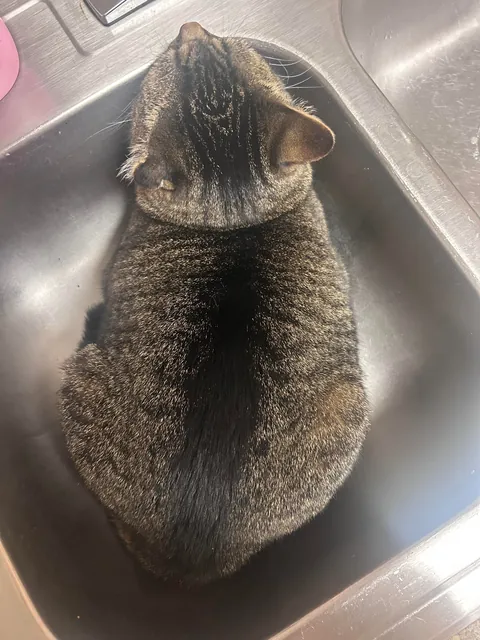 Do you ever just love your cat so much you cry??