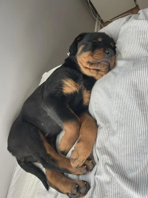 This is my baby Candy he just turned 3 months