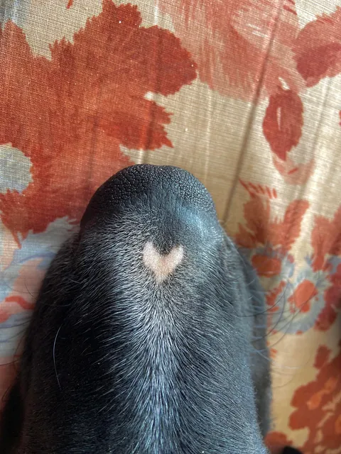 My son has a heart on his nose.
