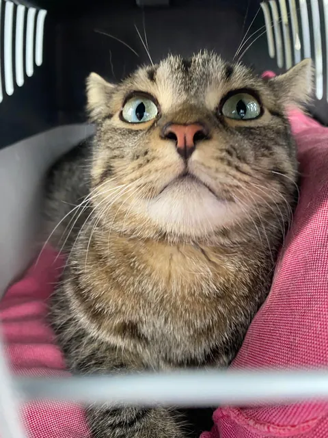 The day I brought Walter home vs the day we moved to our new home