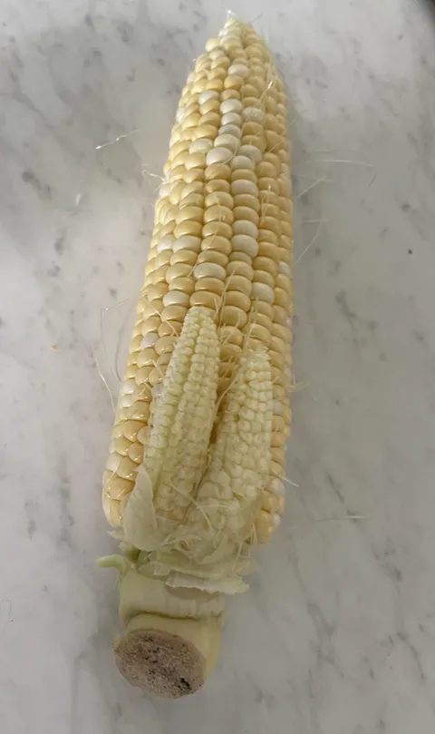 My corncob has  2 mini corncobs attached to it