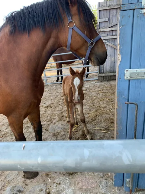 We bought this mare without knowing she was pregnant… and today we met her little surprise ❤️🐴