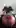 The last thing you will see