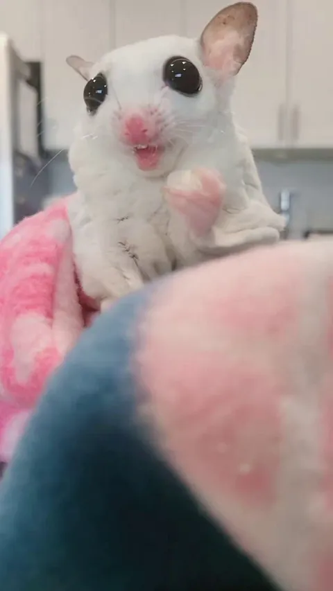 Trimming my sugar glider's nails