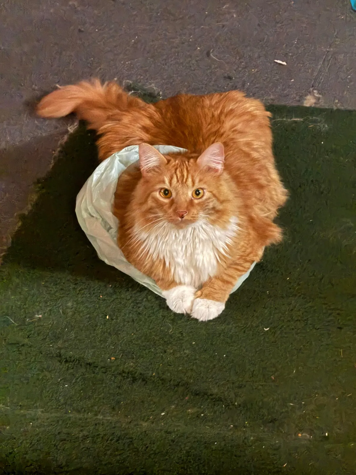 He crossed the rainbow bridge today. Give Peter all the love you can. He deserves it all.