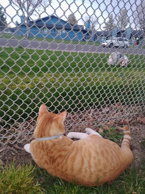 Took surprisingly good pics of my cat on a walk today, met a friend 🥰