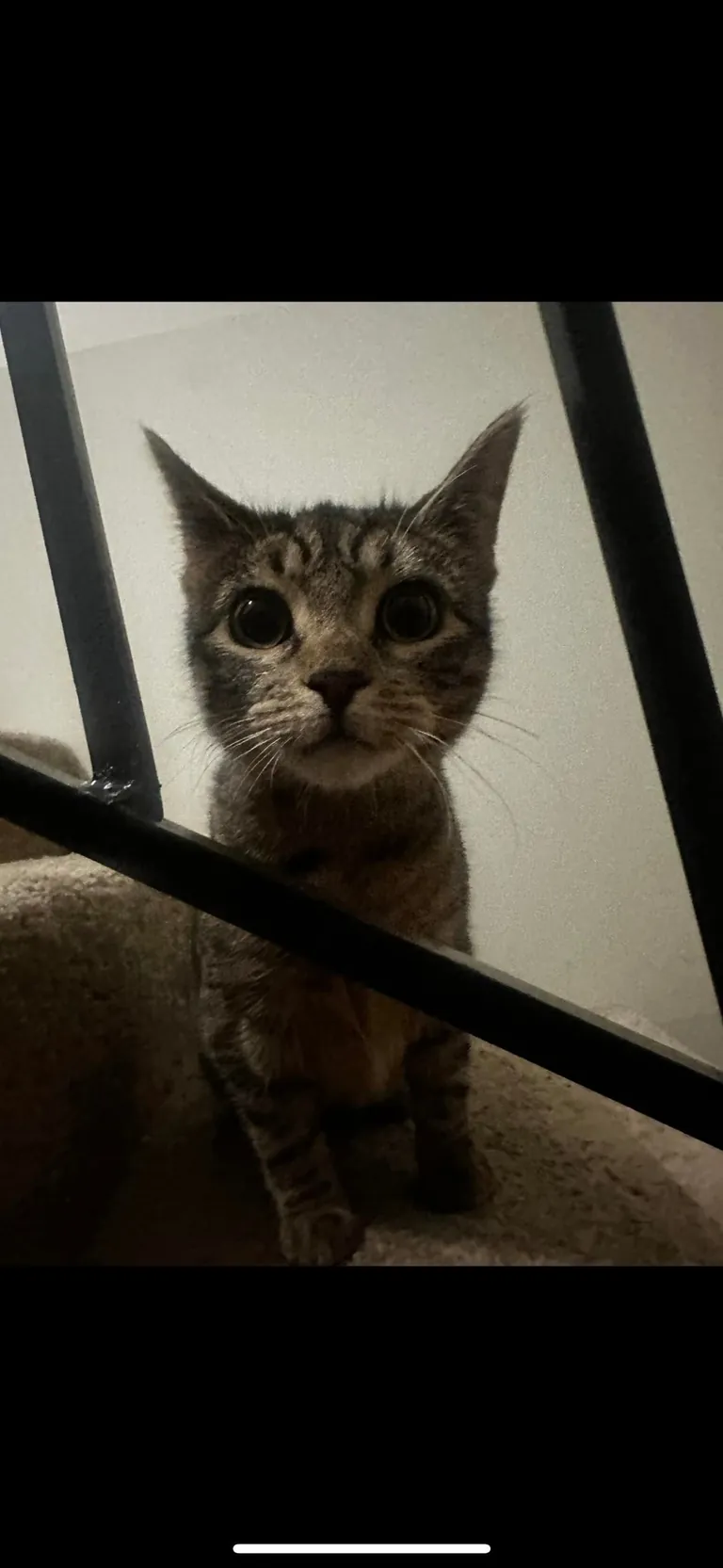 Every time I come home after being away for a prolonged period of time, my cat looks at me like I just broke into to her house