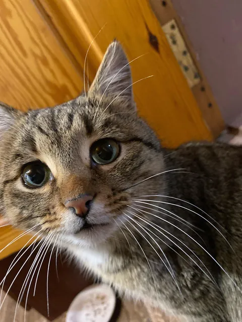 What name will you give him, by the way, he has had such a look since birth 🥹