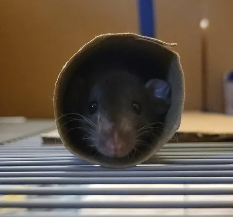 Nutti is officially 9 weeks and still a smol baby 🥰