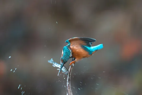 ITAP of this kingfisher