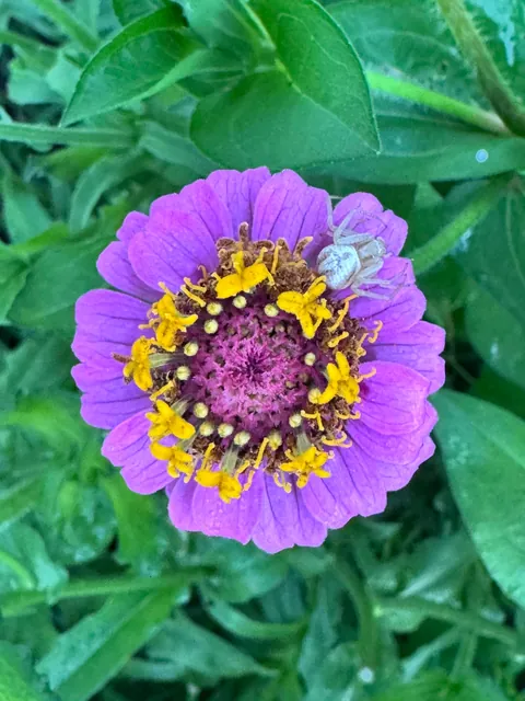 Homegirl has claimed this flower as her own.
