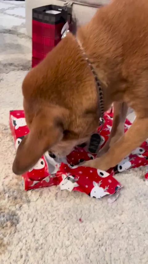 Rusty opens Christmas presents. 