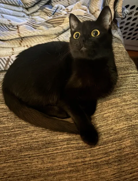 My FIL was mowing the yard this morning