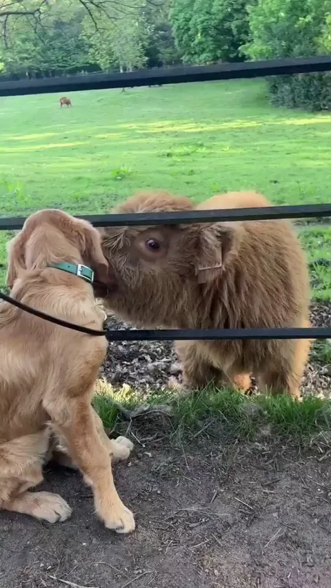 Rosie the golden meeting a new pal! 😍