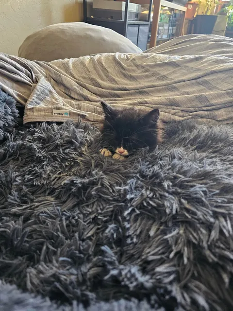 Heard something making noise in a drain in a parking lot working today. Couldn't get services to help, but after a lot of time I was able to go down and pull her out